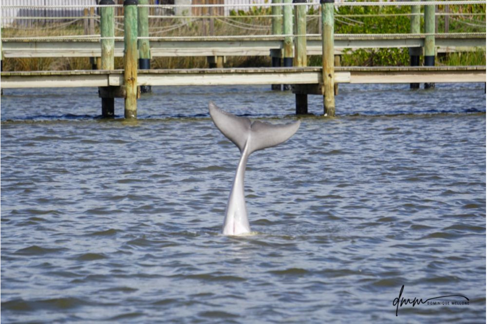 Bottlenose Dolphin- Headstand 3