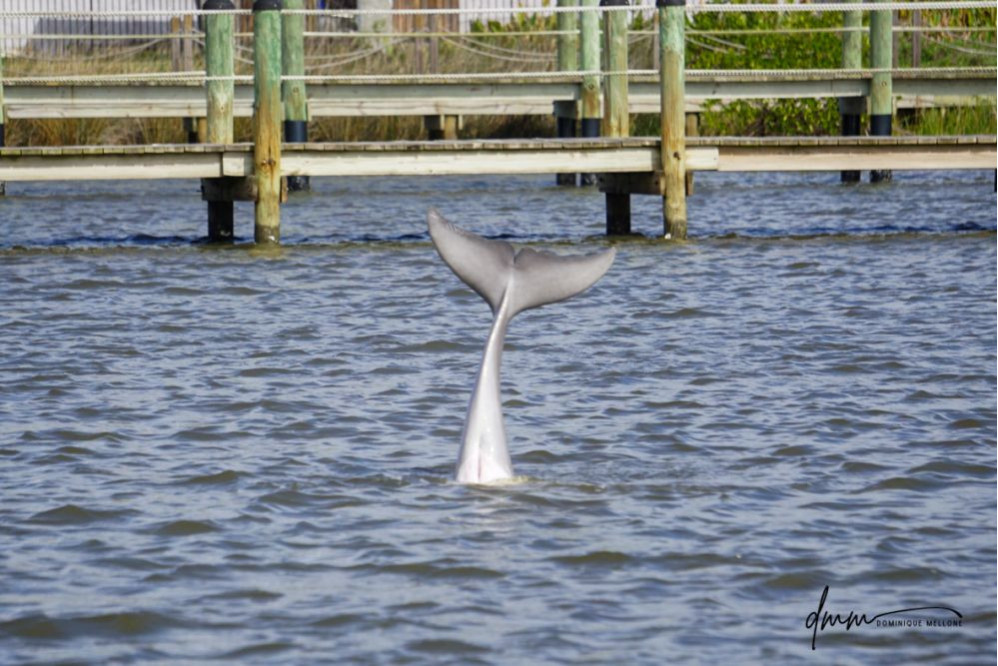 Bottlenose Dolphin- Headstand 3