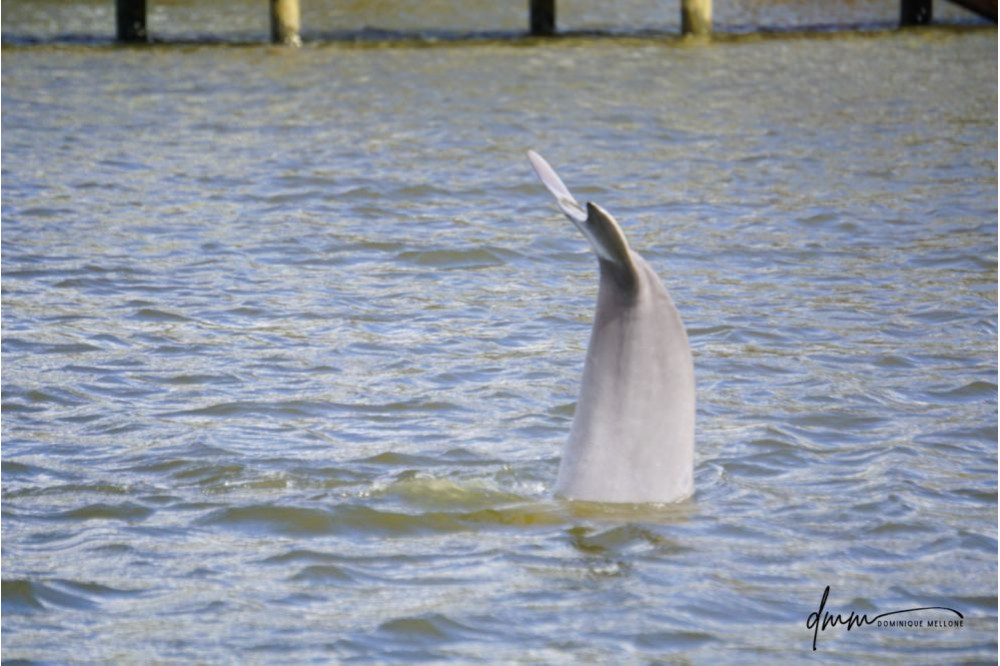 Bottlenose Dolphin- Headstand 4