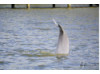 Bottlenose Dolphin- Headstand 4