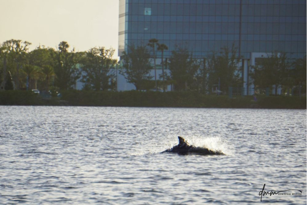 Bottlenose Dolphin- In Waves