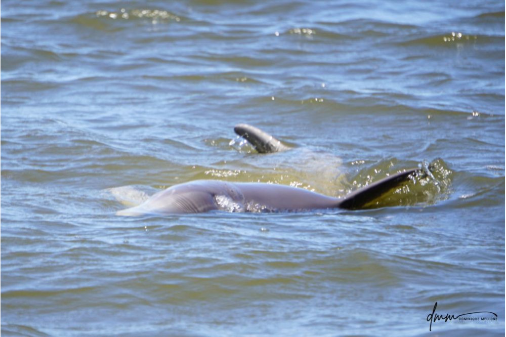 Bottlenose Dolphin- Lying Sideways 1