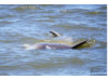 Bottlenose Dolphin- Lying Sideways 1