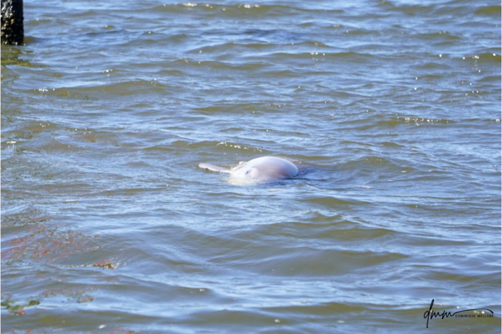 Bottlenose Dolphin- Lying Sideways 2