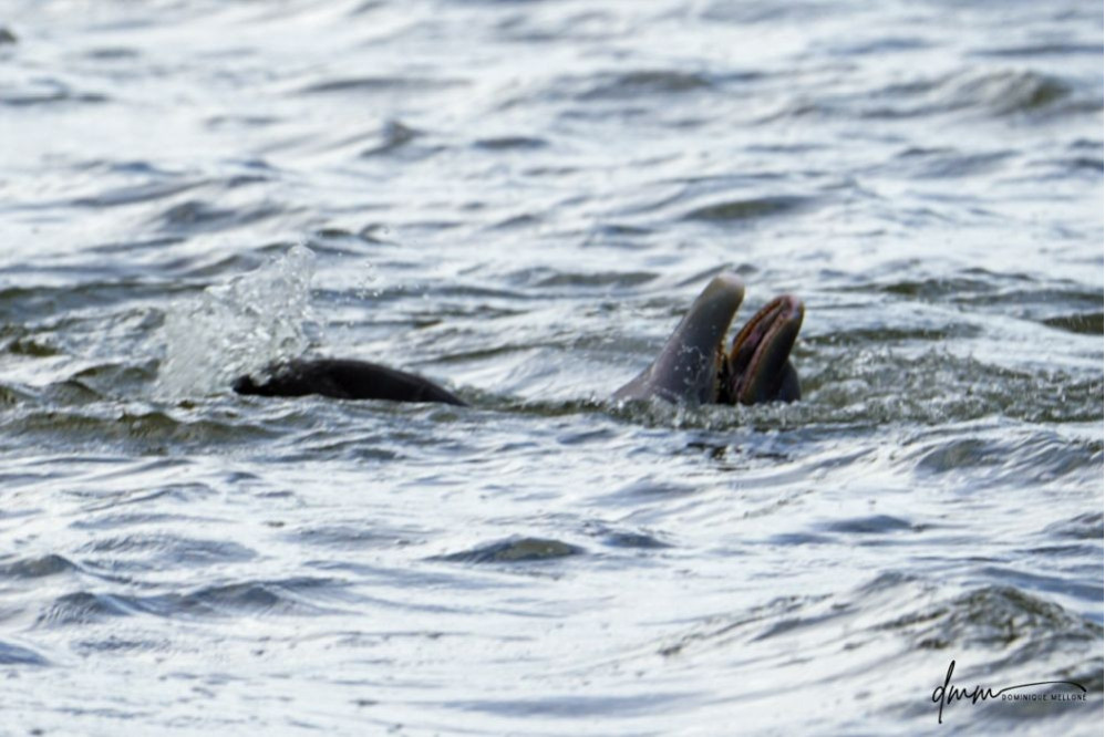 Bottlenose Dolphin- Mouth 1