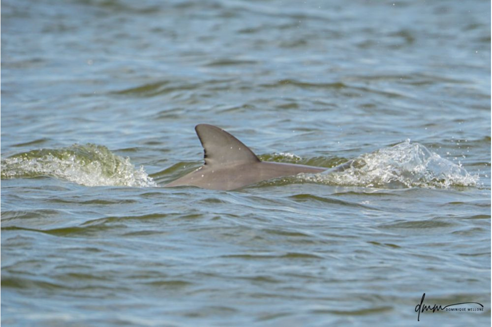 Bottlenose Dolphin- Neonate Dorsal Fin 1