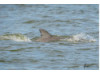Bottlenose Dolphin- Neonate Dorsal Fin 1