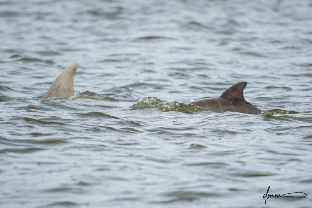 Bottlenose Dolphin- Neonate with Mom 1