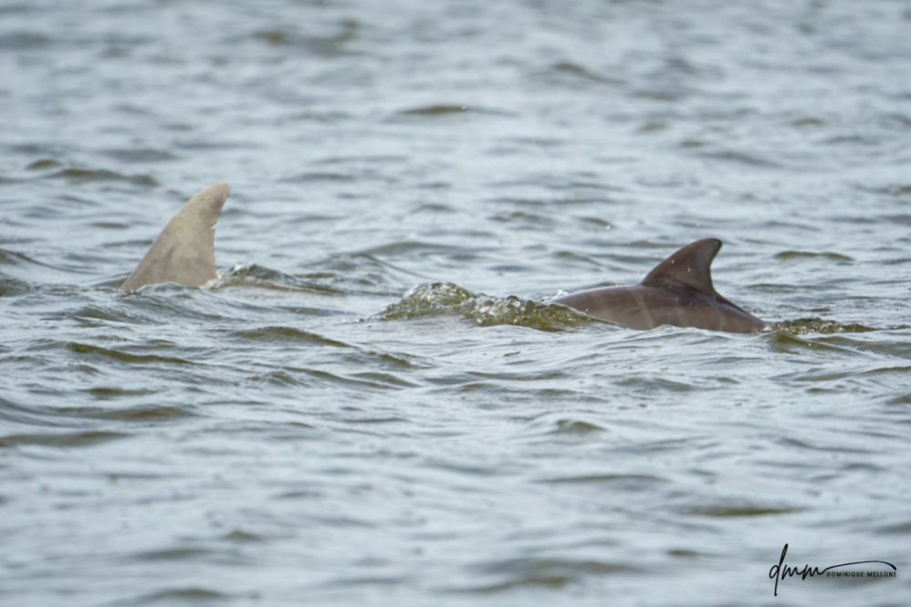 Bottlenose Dolphin- Neonate with Mom 1