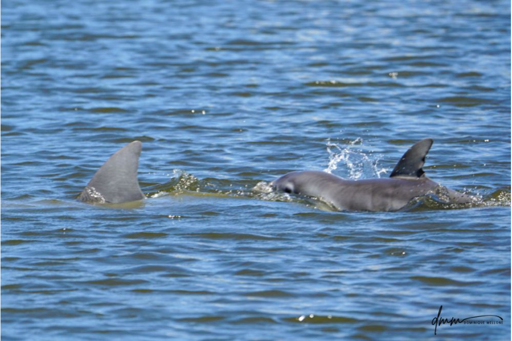 Bottlenose Dolphin- Neonate with Mom 2
