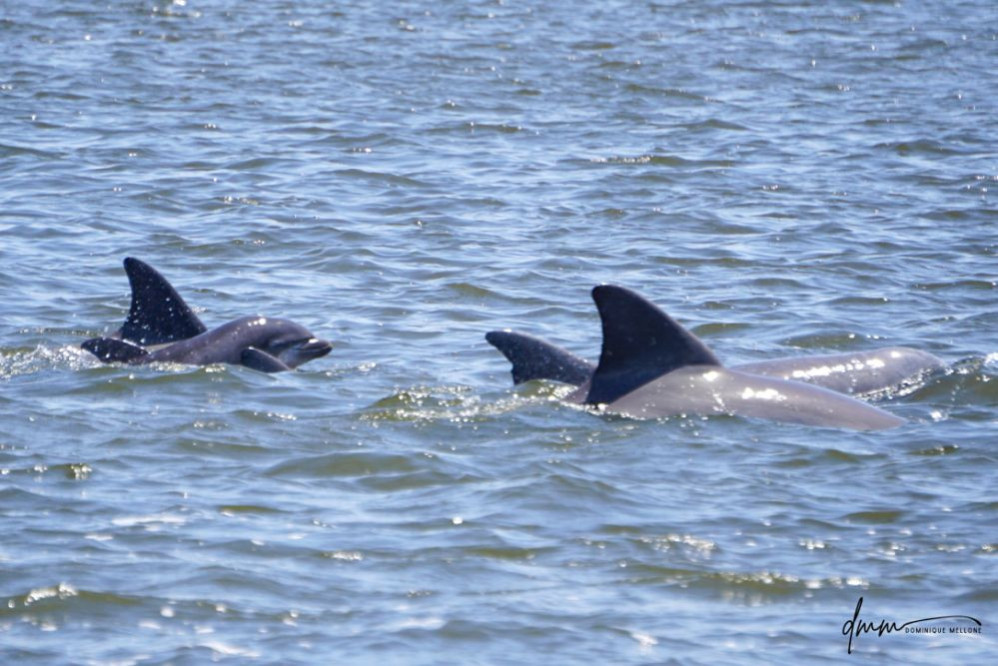 Bottlenose Dolphin- Neonate with Pod 1
