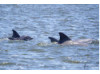 Bottlenose Dolphin- Neonate with Pod 1
