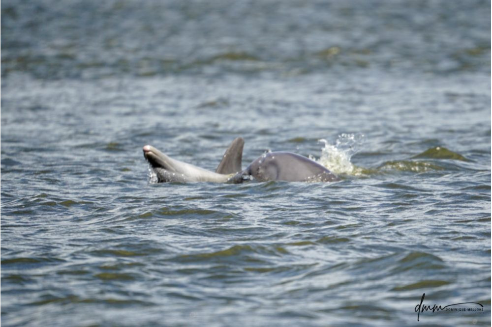 Bottlenose Dolphin- On Back 1
