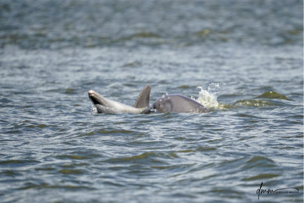 Bottlenose Dolphin- On Back 1