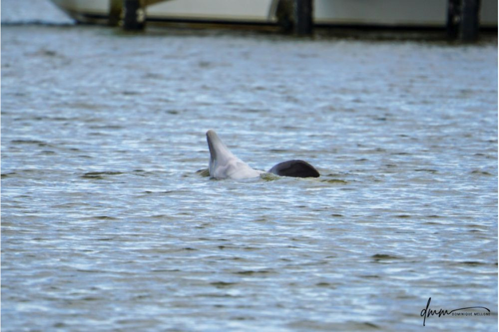 Bottlenose Dolphin- On Back 2