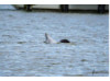 Bottlenose Dolphin- On Back 2