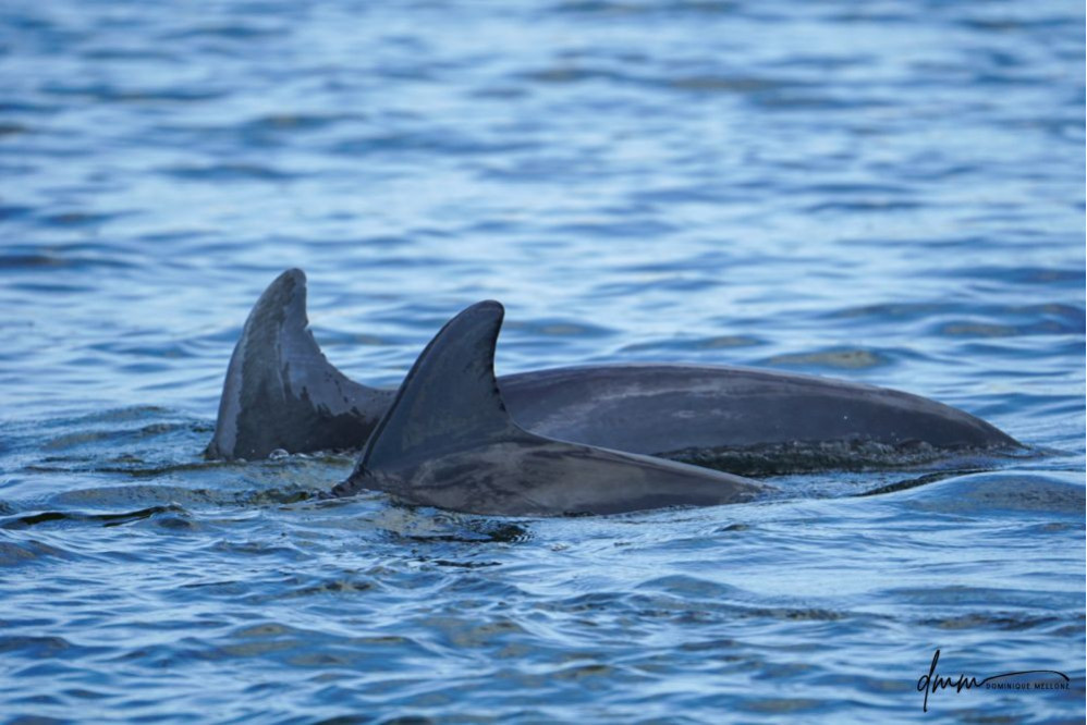 Bottlenose Dolphin- Pair 1