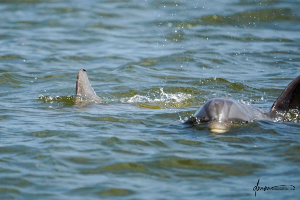 Bottlenose Dolphin- Pair 10