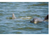 Bottlenose Dolphin- Pair 10