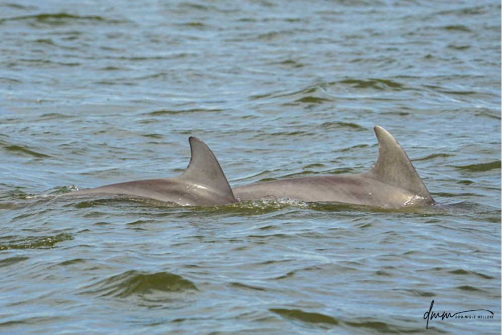 Bottlenose Dolphin- Pair 2