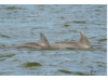 Bottlenose Dolphin- Pair 2