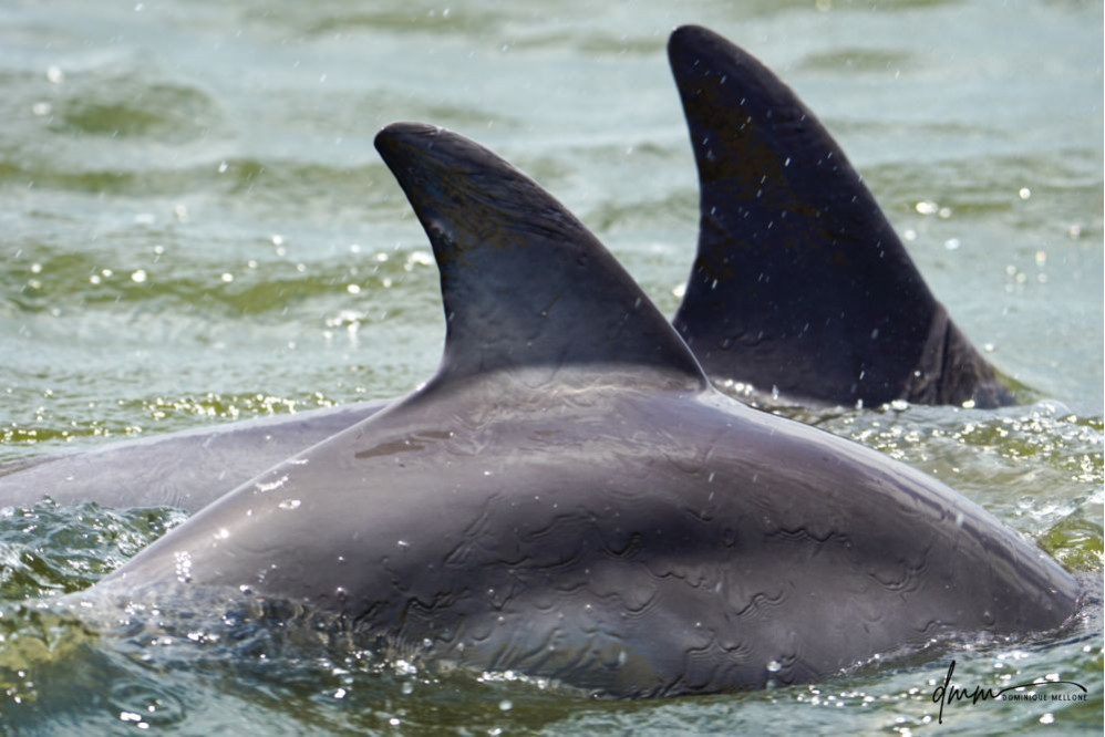 Bottlenose Dolphin- Pair 3