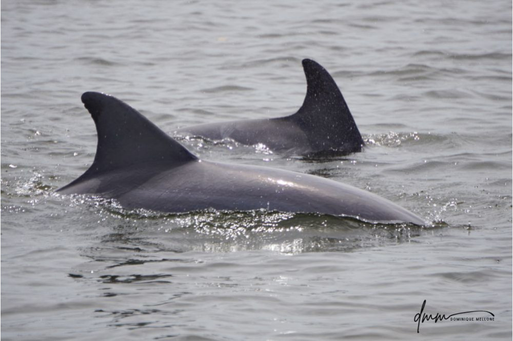 Bottlenose Dolphin- Pair 4