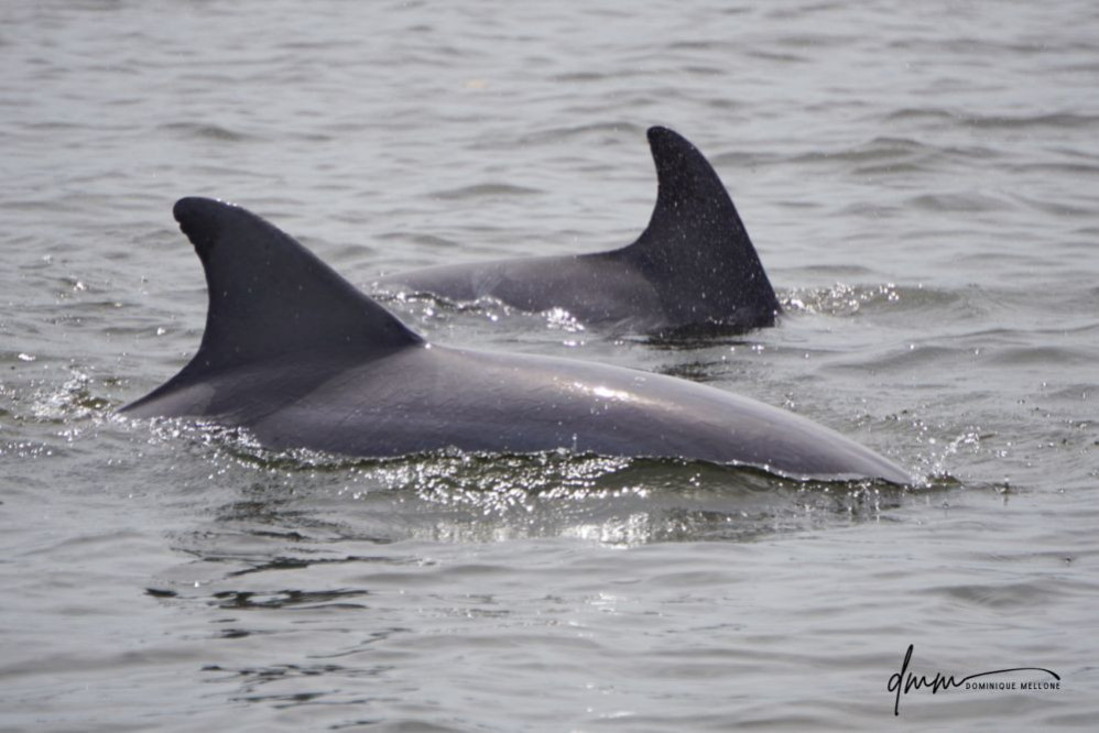Bottlenose Dolphin- Pair 4