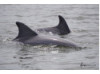 Bottlenose Dolphin- Pair 4
