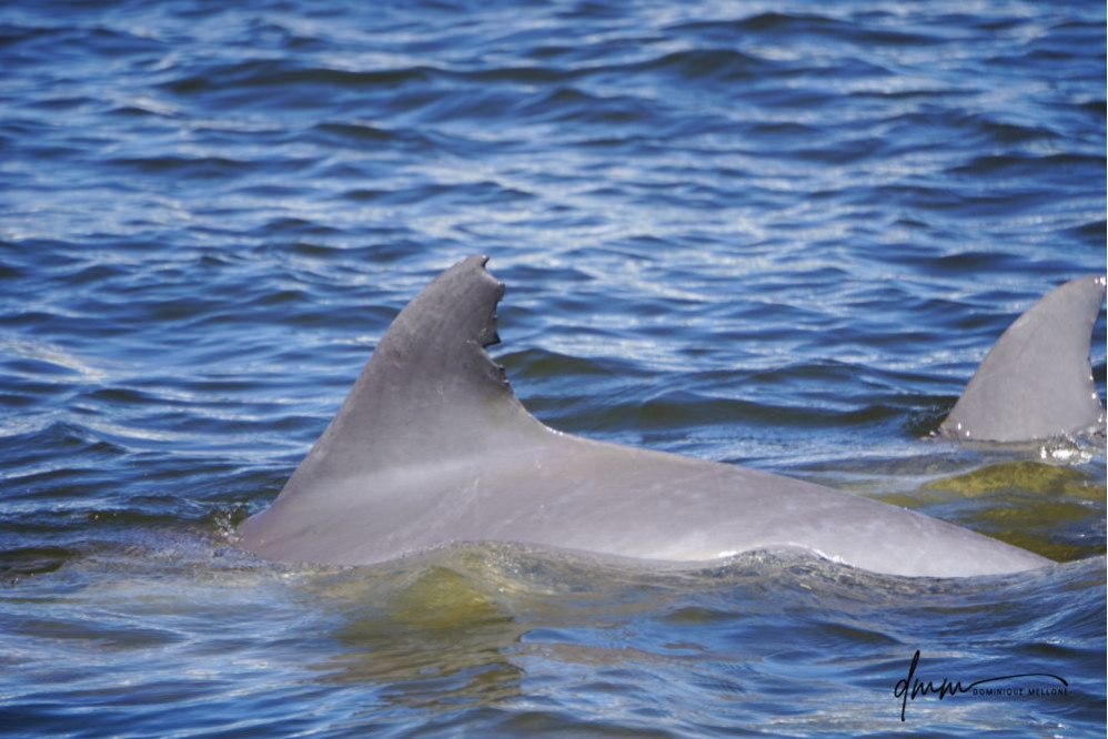 Bottlenose Dolphin- Pair 5