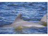 Bottlenose Dolphin- Pair 5