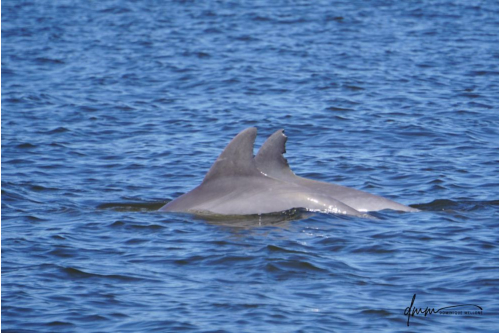 Bottlenose Dolphin- Pair 6