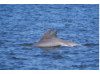 Bottlenose Dolphin- Pair 6