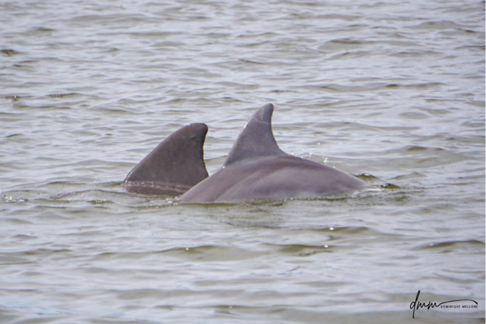 Bottlenose Dolphin- Pair 7