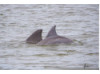 Bottlenose Dolphin- Pair 7