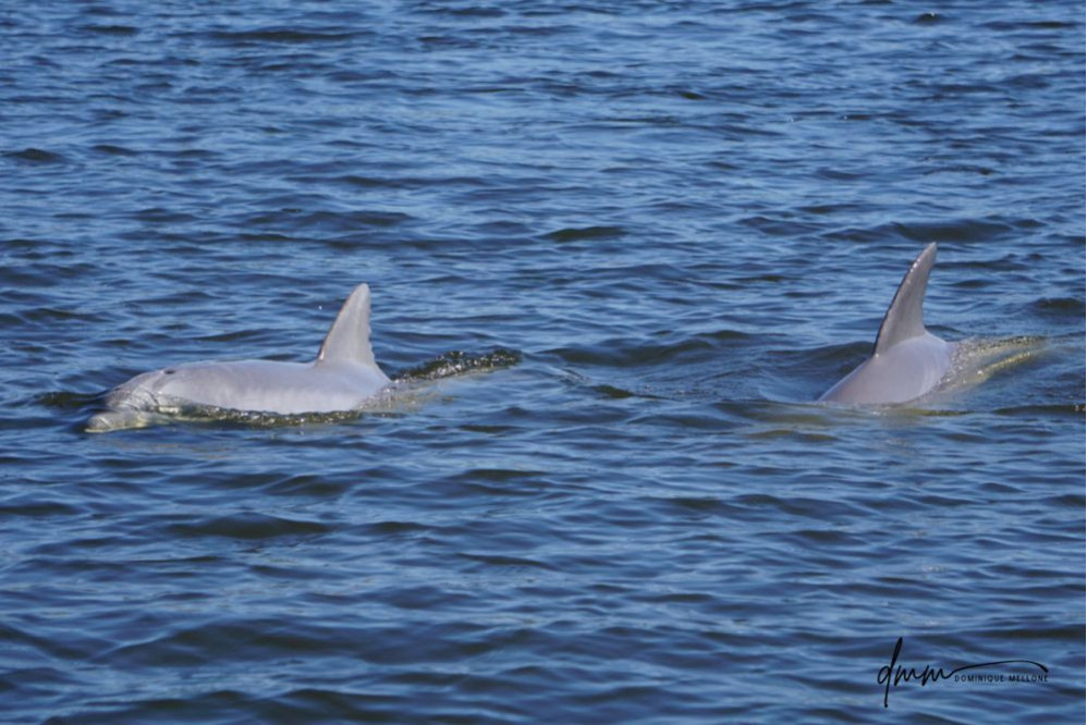 Bottlenose Dolphin- Pair 8