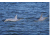 Bottlenose Dolphin- Pair 8