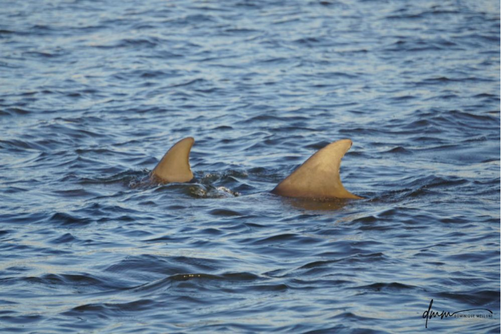 Bottlenose Dolphin- Pair 9