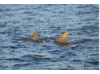 Bottlenose Dolphin- Pair 9