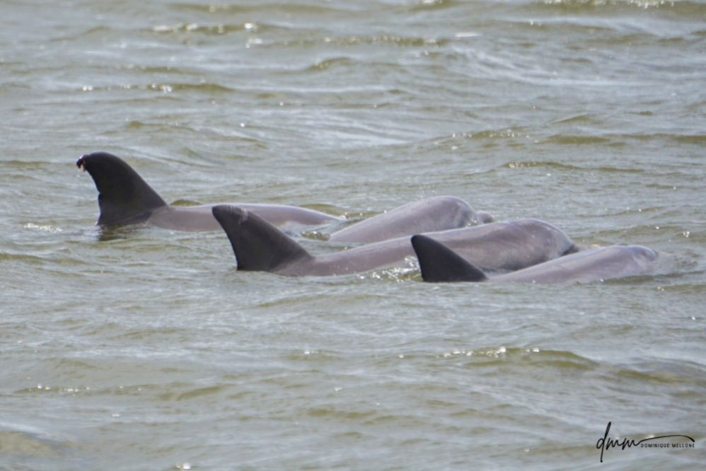 Bottlenose Dolphin- Pod 1