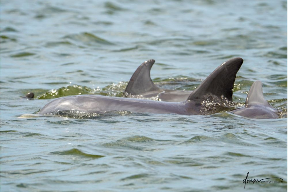 Bottlenose Dolphin- Pod 10