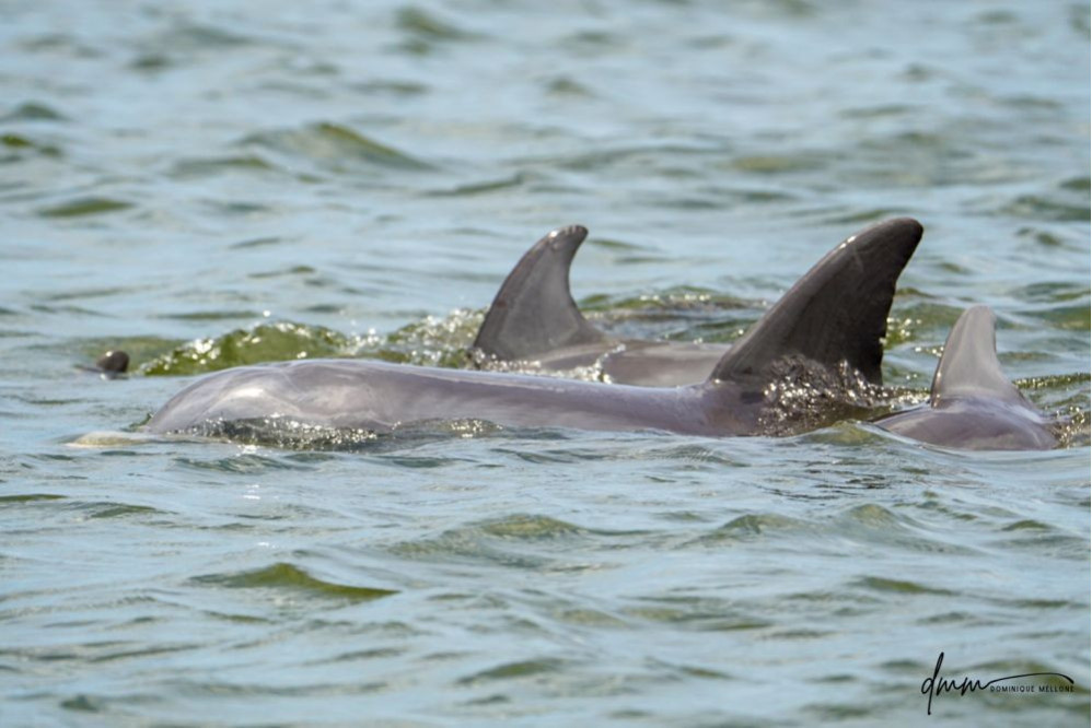 Bottlenose Dolphin- Pod 10