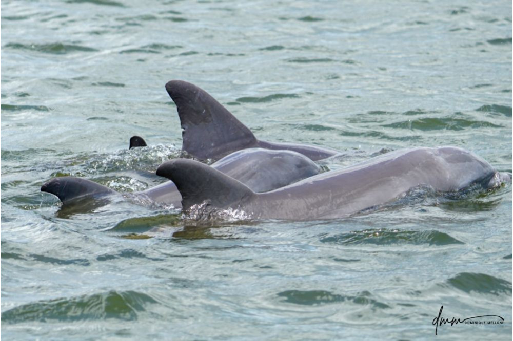 Bottlenose Dolphin- Pod 11