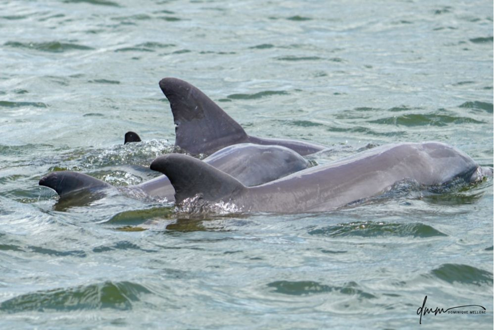 Bottlenose Dolphin- Pod 11