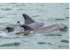 Bottlenose Dolphin- Pod 11