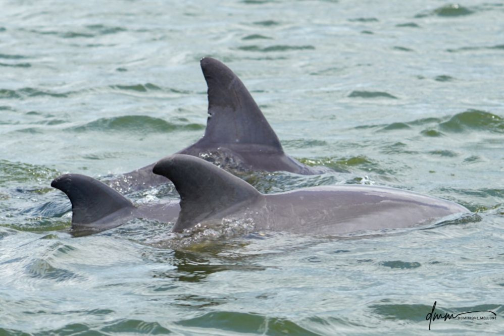 Bottlenose Dolphin- Pod 12