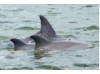 Bottlenose Dolphin- Pod 12