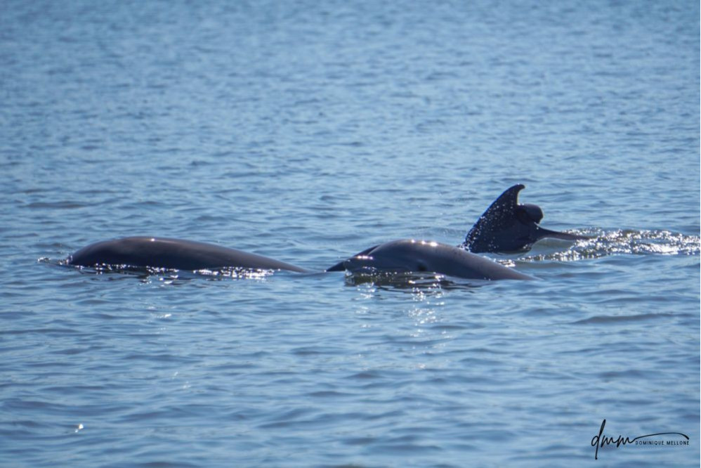 Bottlenose Dolphin- Pod 13