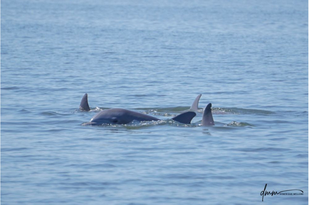 Bottlenose Dolphin- Pod 14