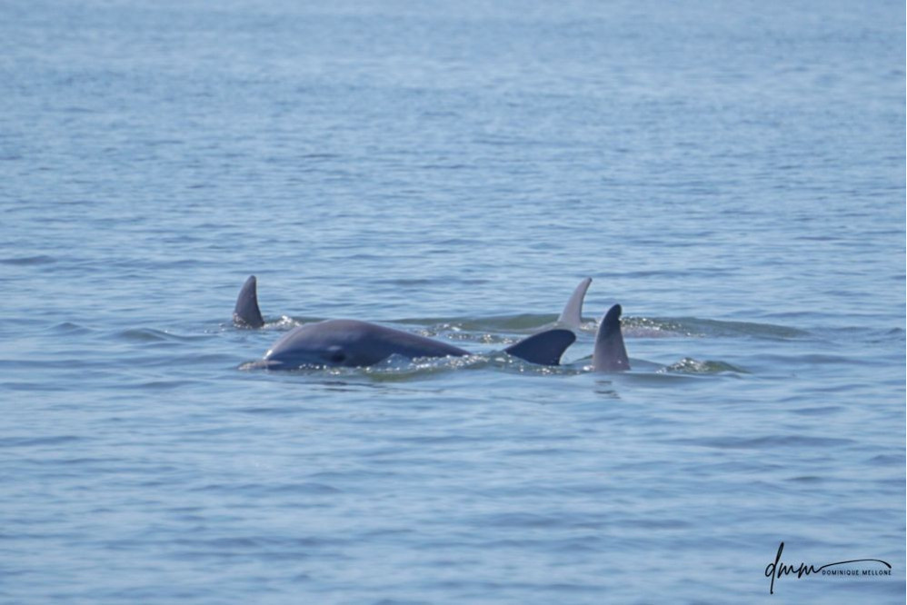 Bottlenose Dolphin- Pod 14